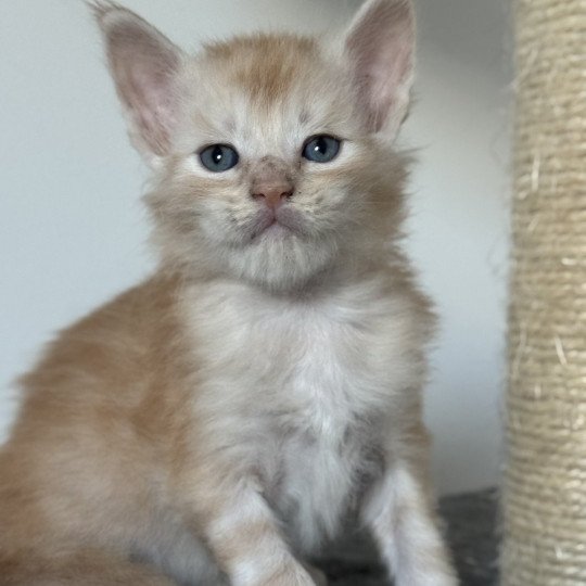 chaton Maine coon red silver blotched tabby Apache Chatterie Des Joyaux d’Égypte red silver blotched tabby