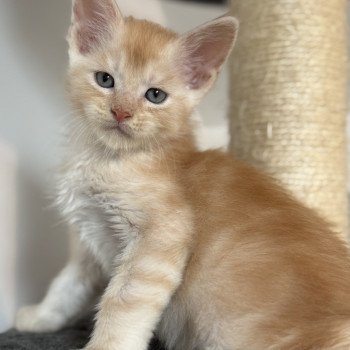 Apache Des joyaux d’Égypte Mâle Maine coon