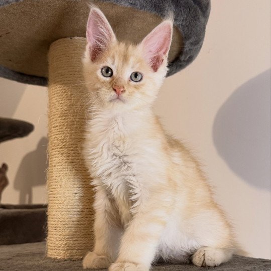 chaton Maine coon red silver blotched tabby Apache Chatterie Des Joyaux d’Égypte red silver blotched tabby