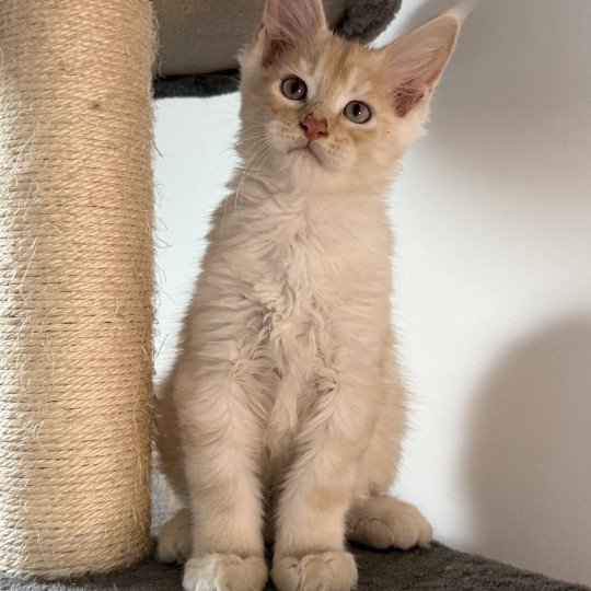 chaton Maine coon red silver blotched tabby Apache Chatterie Des Joyaux d’Égypte red silver blotched tabby