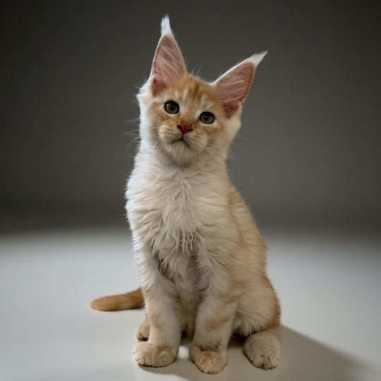 chaton Maine coon red silver blotched tabby Apache Chatterie Des Joyaux d’Égypte red silver blotched tabby