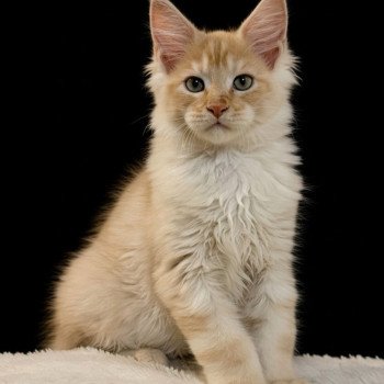 Apache Des joyaux d’Égypte Mâle Maine coon