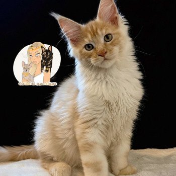 Apache Des joyaux d’Égypte Mâle Maine coon