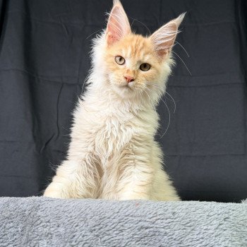 APACHE Des joyaux d’Égypte Mâle Maine coon