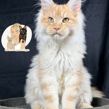 APACHE Des joyaux d’Égypte Mâle Maine coon