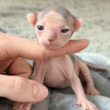 Bounty Des joyaux d’Égypte Mâle Sphynx