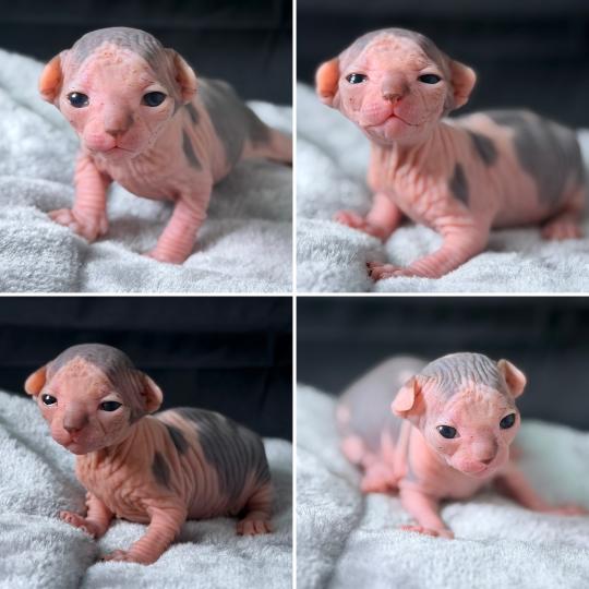 chaton Sphynx blue tabby bicolor & blanc Bounty Chatterie Des Joyaux d’Égypte blue tabby bicolor & blanc