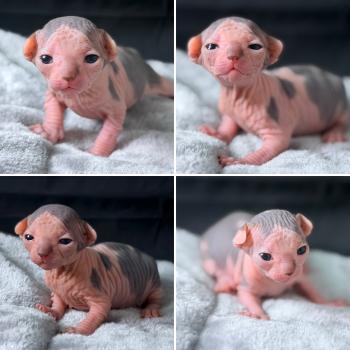 Bounty Des joyaux d’Égypte Mâle Sphynx