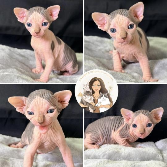 chaton Sphynx blue tabby bicolor & blanc Bounty Chatterie Des Joyaux d’Égypte blue tabby bicolor & blanc