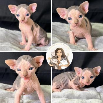 Bounty Des joyaux d’Égypte Mâle Sphynx