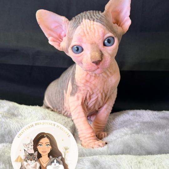 chaton Sphynx blue tabby bicolor & blanc Bounty Chatterie Des Joyaux d’Égypte blue tabby bicolor & blanc