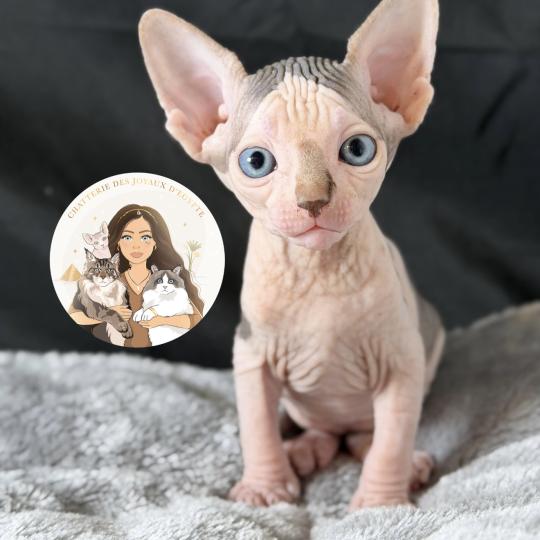 chaton Sphynx blue tabby bicolor & blanc Bounty Chatterie Des Joyaux d’Égypte blue tabby bicolor & blanc