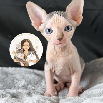 Bounty Des joyaux d’Égypte Mâle Sphynx