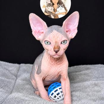 Bounty Des joyaux d’Égypte Mâle Sphynx