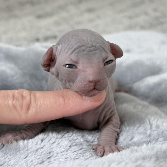 Beauty Des joyaux d’Égypte Femelle Sphynx