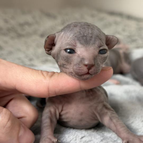 Baloo Des joyaux d’Égypte Mâle Sphynx