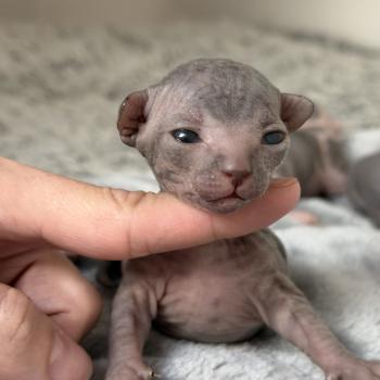 Baloo Des joyaux d’Égypte Mâle Sphynx