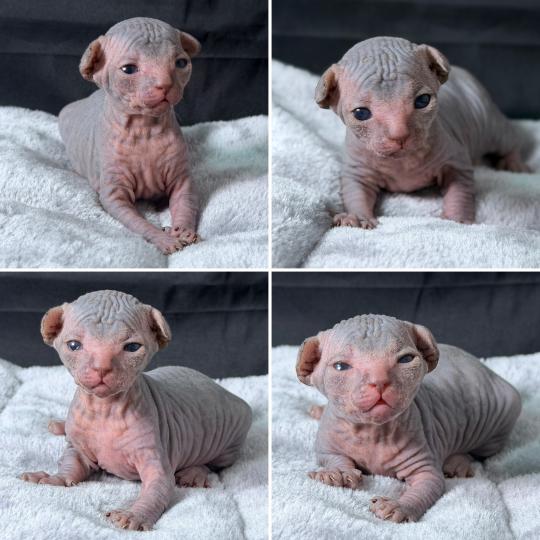 chaton Sphynx blue mackerel tabby Baloo Chatterie Des Joyaux d’Égypte blue mackerel tabby