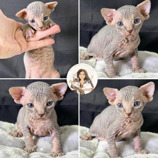 chaton Sphynx blue mackerel tabby Baloo Chatterie Des Joyaux d’Égypte blue mackerel tabby