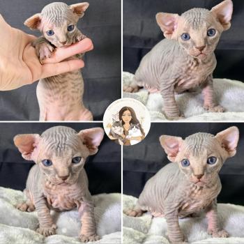 Baloo Des joyaux d’Égypte Mâle Sphynx