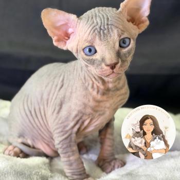 Baloo Des joyaux d’Égypte Mâle Sphynx