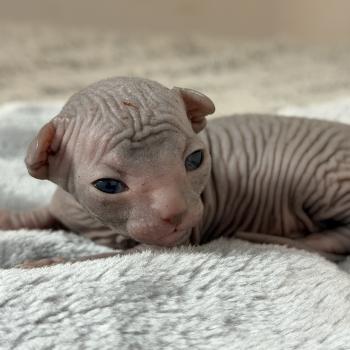 Bluey Des joyaux d’Égypte Mâle Sphynx