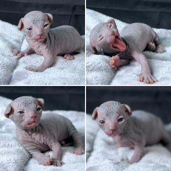 Bluey Des joyaux d’Égypte Mâle Sphynx
