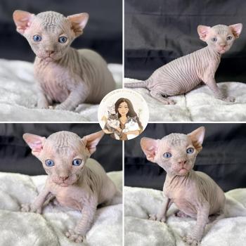 Billy-Burton Des joyaux d’Égypte Mâle Sphynx