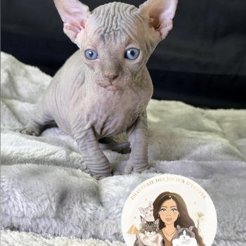 Billy-Burton Des joyaux d’Égypte Mâle Sphynx