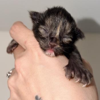 Bonnie Des joyaux d’Égypte Femelle Maine coon polydactyle