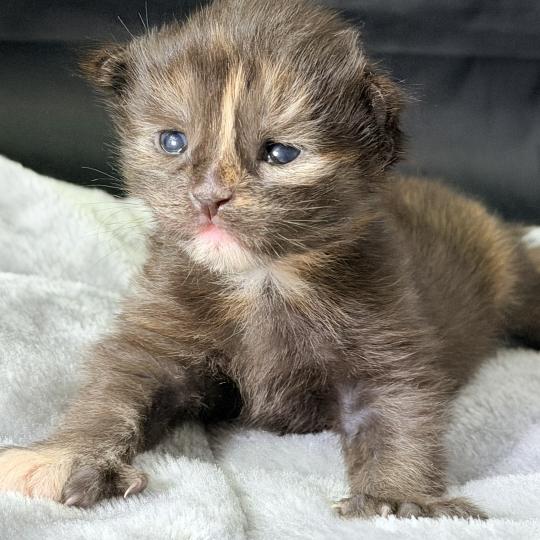 chaton Maine coon polydactyle black tortie Bonnie Chatterie Des Joyaux d’Égypte black tortie 