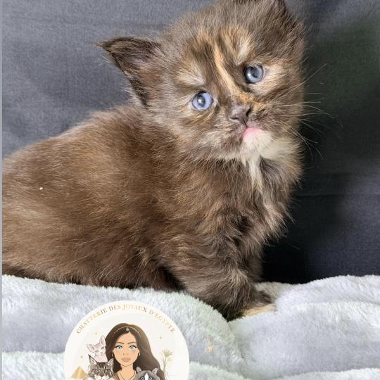 chaton Maine coon polydactyle black tortie Bonnie Chatterie Des Joyaux d’Égypte black tortie 