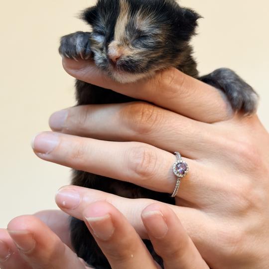 Bella Des joyaux d’Égypte Femelle Maine coon polydactyle