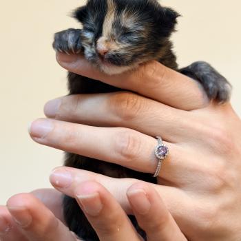 Bella Des joyaux d’Égypte Femelle Maine coon polydactyle