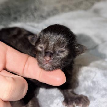 Baghera Des joyaux d’Égypte Mâle Maine coon polydactyle