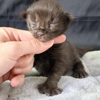Baghera Des joyaux d’Égypte Mâle Maine coon polydactyle