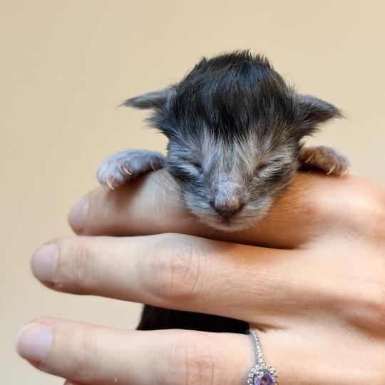 chaton Maine coon black smoke Chatterie Des Joyaux d’Égypte black smoke 