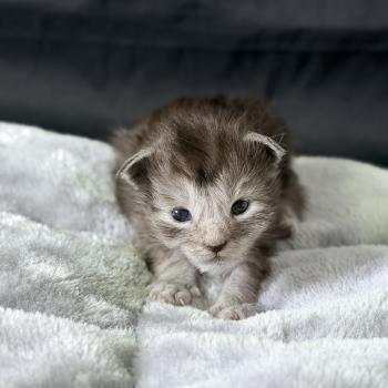 Baïka Des joyaux d’Égypte Femelle Maine coon