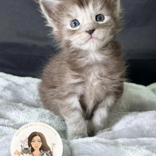chaton Maine coon black smoke Baïka Chatterie Des Joyaux d’Égypte black smoke 