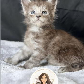 Baïka Des joyaux d’Égypte Femelle Maine coon