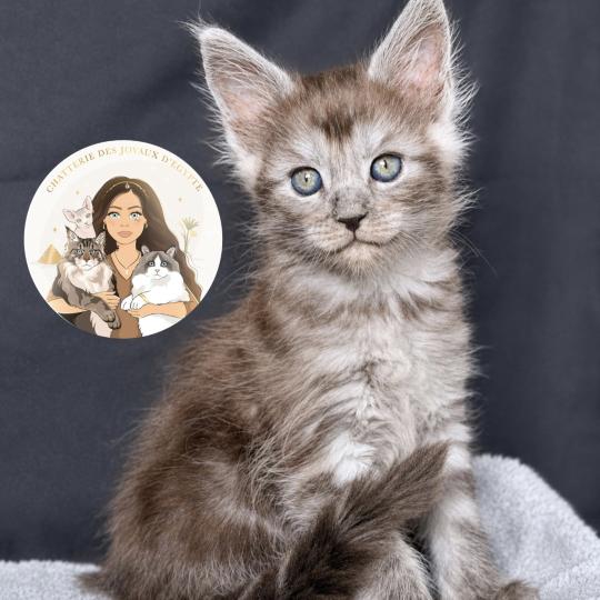 chaton Maine coon black smoke Baïka Chatterie Des Joyaux d’Égypte black smoke 