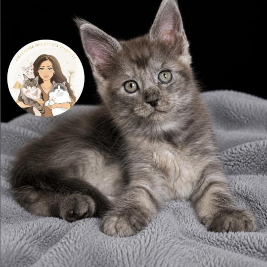 chaton Maine coon black smoke Baïka Chatterie Des Joyaux d’Égypte black smoke 