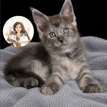 Baïka Des joyaux d’Égypte Femelle Maine coon