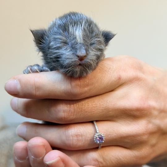 Bluebelle Des joyaux d’Égypte Femelle Maine coon