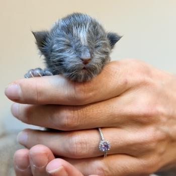 Bluebelle Des joyaux d’Égypte Femelle Maine coon