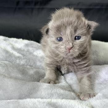 Bluebelle Des joyaux d’Égypte Femelle Maine coon