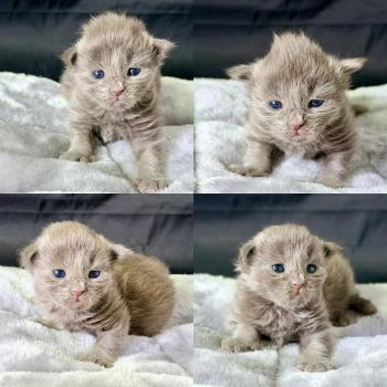 Bluebelle Des joyaux d’Égypte Femelle Maine coon