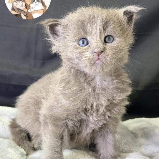 chaton Maine coon blue smoke Bluebell Chatterie Des Joyaux d’Égypte blue smoke 