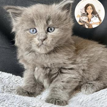 Bluebell Des joyaux d’Égypte Femelle Maine coon