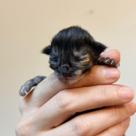 Blyska Des joyaux d’Égypte Femelle Maine coon